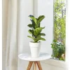 BOTANIC® Ficus lyrata bambino. Le pot de 15 cm