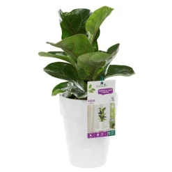 BOTANIC® Ficus lyrata bambino. Le pot de 15 cm