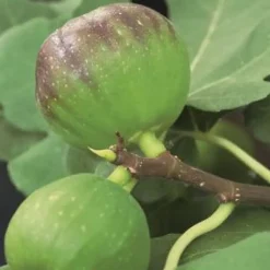 Hot BOTANIC® Figuier Dalmatie Bio. Le pot de 15 litres, forme touffe