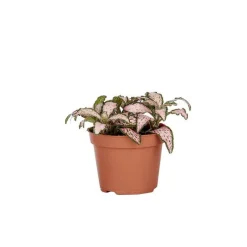Sale Fittonia en pot Ø 5/6 cm