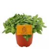 Online Fittonia Mont Blanc – Pot de Ø15 cm