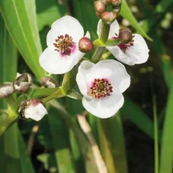 Sale BOTANIC® Flèche d’eau godet 9x9 cm