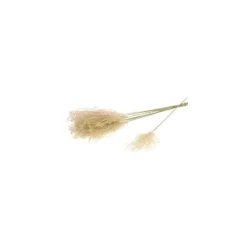 Sale NATURALYS Fleurs séchées coloris beige herbe fluffy naturel