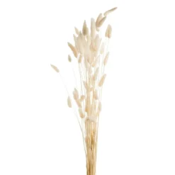 Outlet NATURALYS Fleurs séchées coloris blanc lagure