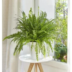 Clearance BOTANIC® Fougère nephrolepis green lady. Le pot de 18 cm