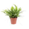 Discount Fougère Nephrolepis pot Ø12 cm