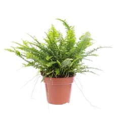 Discount Fougère Nephrolepis pot Ø12 cm