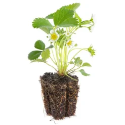 Hot BOTANIC® Fraisier 'Cijosée' Bio. La motte de 7x7 cm