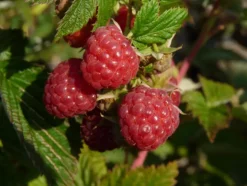 Discount BOTANIC® Framboisier ® 'Autumn First'. Le pot de 5 litres