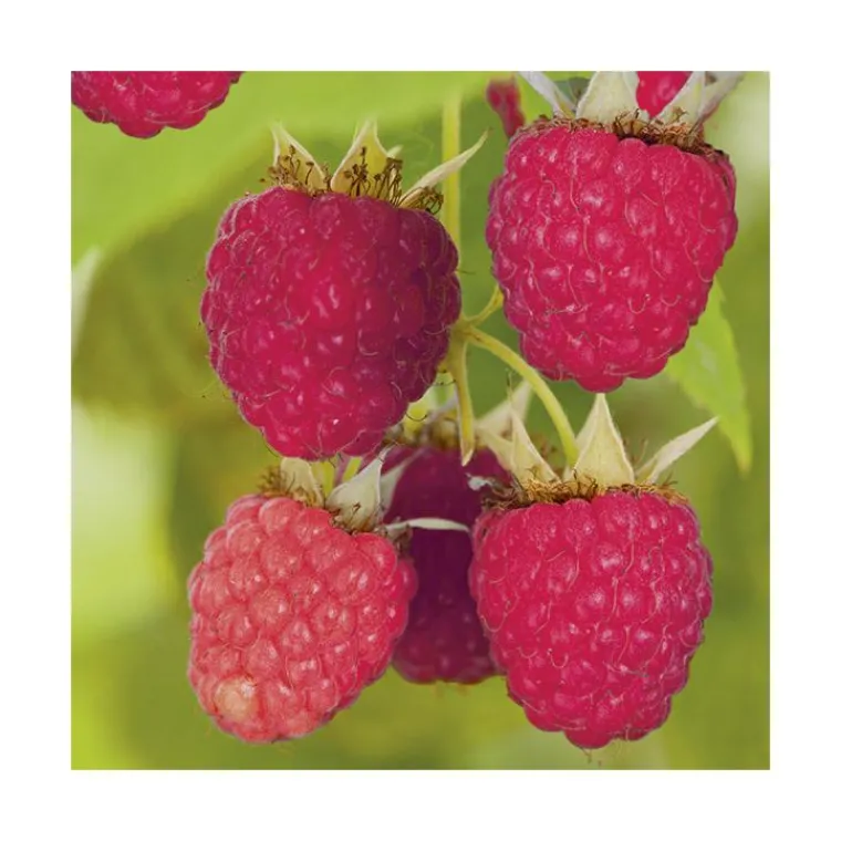 Clearance BOTANIC® Framboisier 'Autumn Belle' Bio. Le pot de 2 litres