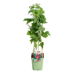 Online BOTANIC® Framboisier Autumn Bliss Bio. Le pot de 5 litres