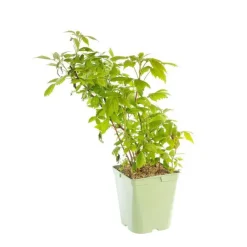 Online BOTANIC® Framboisier Autumn Bliss Bio. Le pot de 5 litres