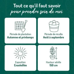 Online BOTANIC® Framboisier Autumn Bliss Bio. Le pot de 5 litres