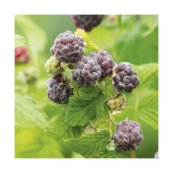 BOTANIC® Framboisier ‘Autumn Passion’ Bio. Le pot de 2 litres