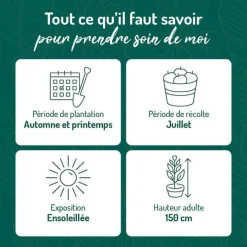 Outlet BOTANIC® Framboisier Black Jewel Bio. Le pot de 2 litres