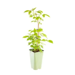 Discount BOTANIC® Framboisier 'Bohème' Bio. Le pot de 2 litres