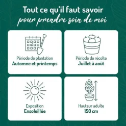 Discount BOTANIC® Framboisier Golden Everest Bio. Le pot de 2 litres