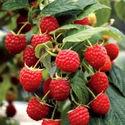 Best BOTANIC® Framboisier Marastar Bio. Le pot de 1 litre