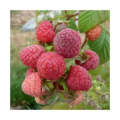 Discount BOTANIC® Framboisier Paris Bio. Le pot de 2 litres