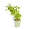 Online BOTANIC® Framboisier Willamette Bio. Le pot de 5 litres