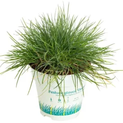 Fétuque bleue - Le pot de 10,5 cm