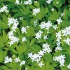 New BOTANIC® Galium Odoratum - Le pot de 9 x 9 cm