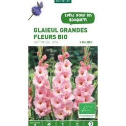 Discount BOTANIC® Glaïeul à grandes fleurs bio Captiva rose - 5 bulbes