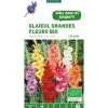 Clearance BOTANIC® Glaïeul à grandes fleurs mélange bio - 5 bulbes