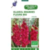 Sale BOTANIC® Glaïeul à grandes fleurs Plumtart bio violet - 5 bulbes