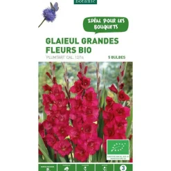Sale BOTANIC® Glaïeul à grandes fleurs Plumtart bio violet - 5 bulbes