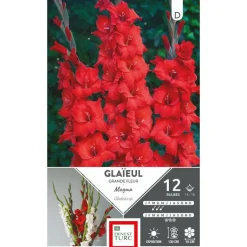 Sale ERNEST TURC Glaïeul Magma rouge - 12 bulbes