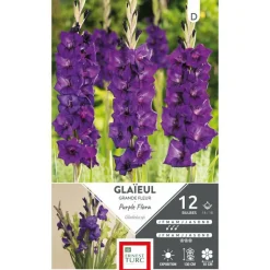 New ERNEST TURC Glaïeul Purple Flora violet - 12 bulbes