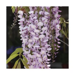 Discount BOTANIC® Glycine FLORIBUNDA ROSEA. Le pot de 3 litres