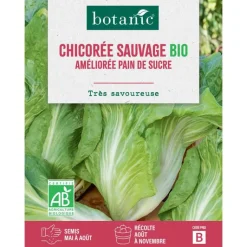 Hot BOTANIC® Graines de chicorée sauvage améliorée pain de sucre bio - graines à semer