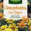 Online VILMORIN Graines de Dimorphotéca Las Vegas - graines à semer