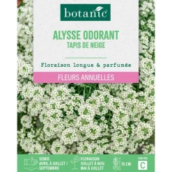 Discount BOTANIC® Graines de fleurs d'Alysse odorant tapis de neige