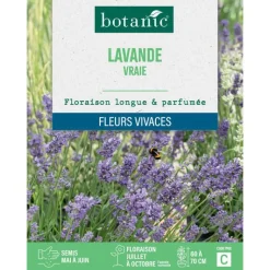 Hot BOTANIC® Graines de lavande variée - graines à semer