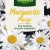 Online VILMORIN Graines de Marguerite Margo - graines à semer
