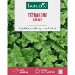 Hot BOTANIC® Graines de tétragone cornue - graines à semer