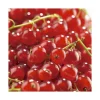 Clearance BOTANIC® Groseillier A Grappe Agate Rouge ®. Le pot de 2 litres