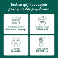 Discount BOTANIC® Groseillier A Grappe Blanka Bio. Le pot de 2 litres