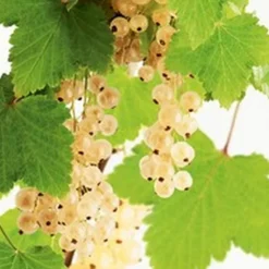 Discount BOTANIC® Groseillier A Grappe Blanka Bio. Le pot de 2 litres