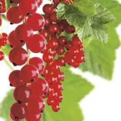 Hot BOTANIC® Groseillier A Grappe Jonkheer Van Tets Bio. Le pot de 2 litres