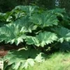 Gunnera Manicata - Le pot de 3 litres
