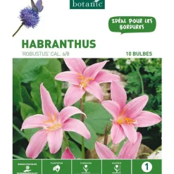 Sale BOTANIC® Habranthus Zephyranthes Robustus rose - 10 bulbes