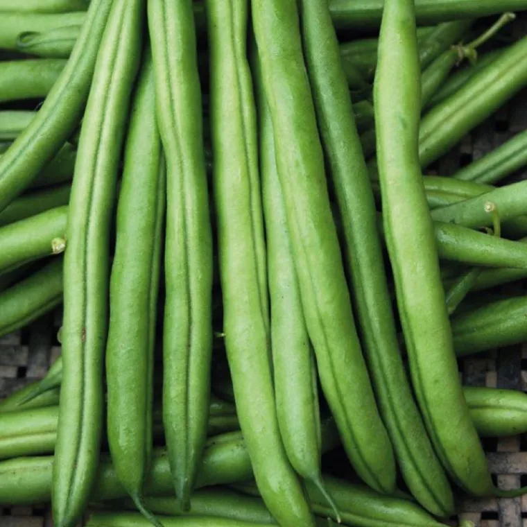 New BOTANIC® Haricot Nain Pongo Bio. Le pot de 10,5 cm