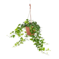 Online Hedera. Le pot Ø 19 cm