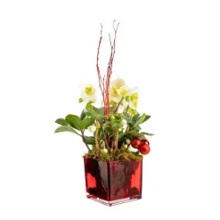 Discount BOTANIC® Hellébore en verrerie rouge