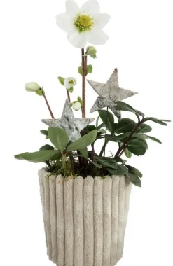 Hot BOTANIC® Hellébore pot effet velours côtelé - Ø 10 cm