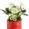 Outlet BOTANIC® Hellébore pot rouge étoile - Ø 13,5 cm
